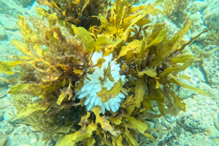 Nelson Intermediate Tasman Bay Guardians Experiencing Marine Reserves Cable Bay