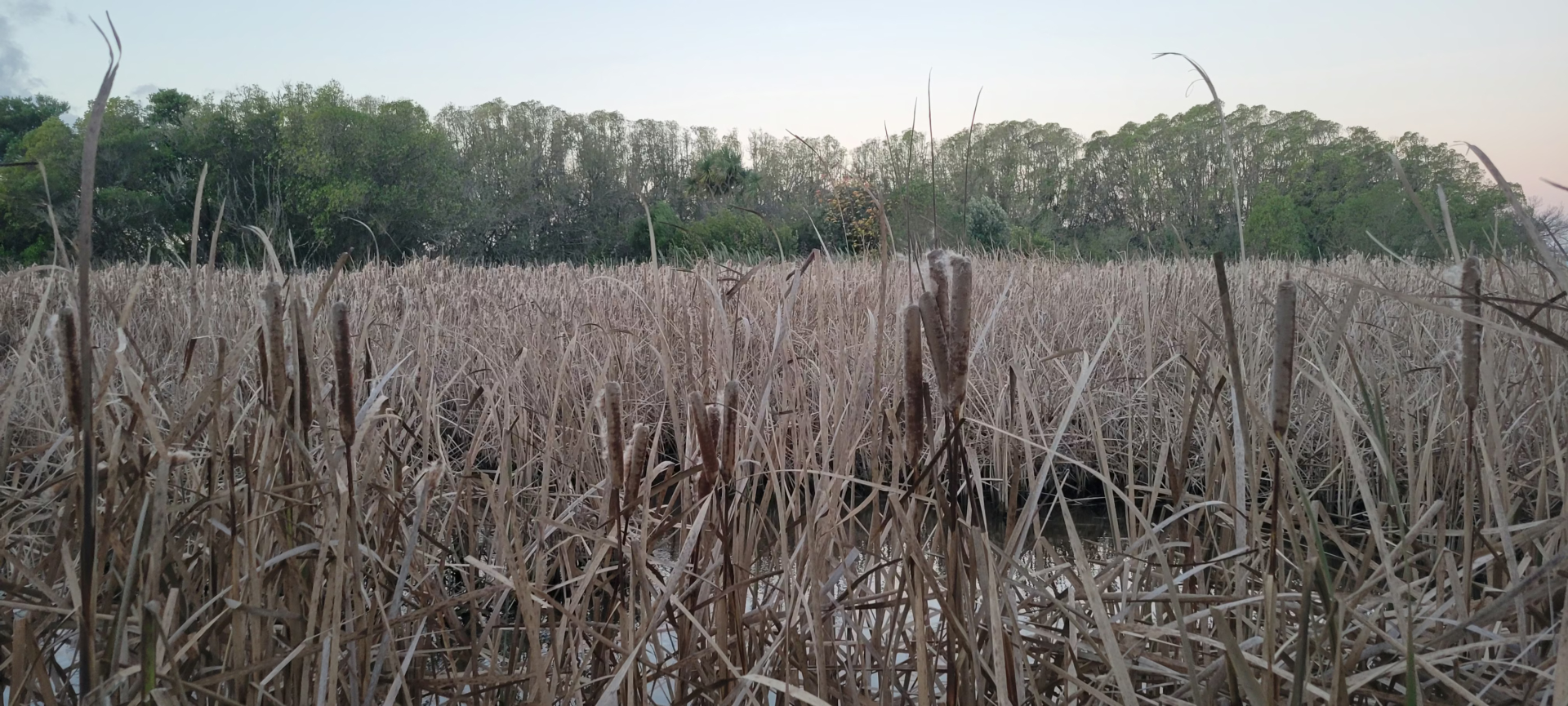 Wetlands Monitoring and restoration - Tasman Bay Guardians
