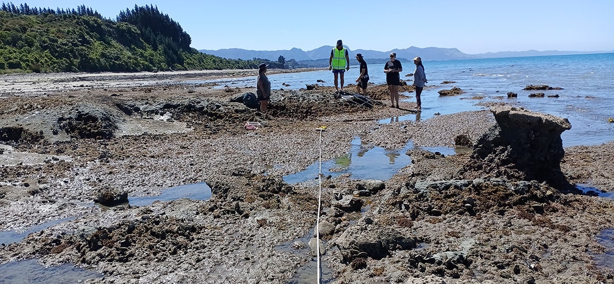 Cockle bed and mussel reef monitoring