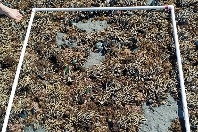 Cockle bed and mussel reef monitoring