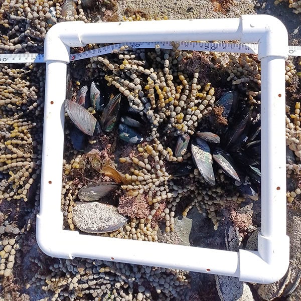 cockle-bed-monitoring-04 Cockle bed and mussel reef monitoring