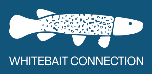 Whitebait Connection