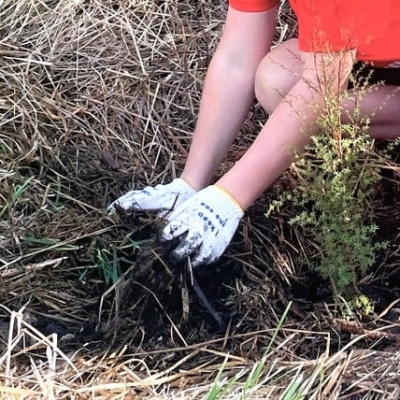 tree planting 2_760x428